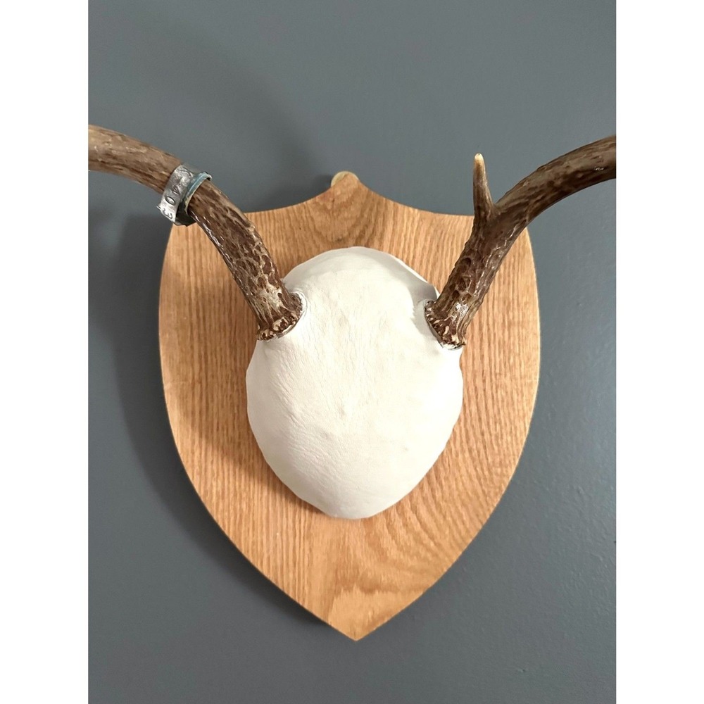 Vintage Banded 7 point Whitetail Deer antler Mount buck‎ wood plaque